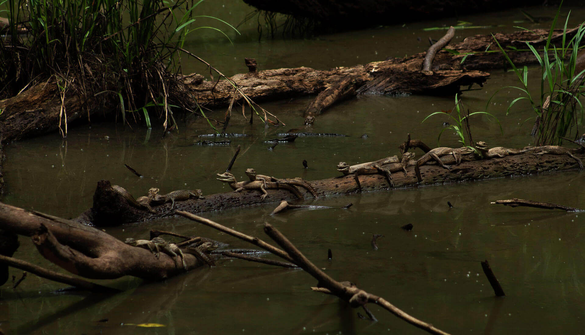 PRINCIPAL SLIDERS CAIMANES