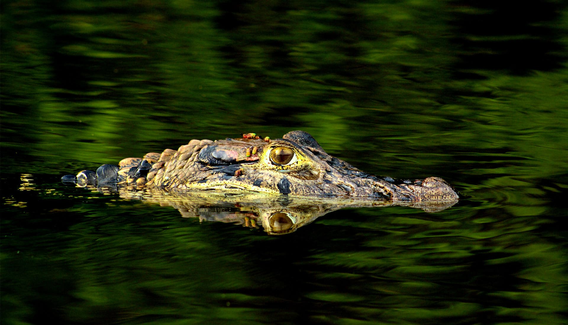 SLIDER X terra Verde expeditions caiman black