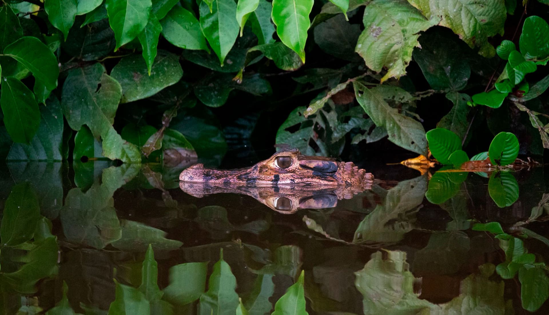 SLIDER X terra Verde expeditions caiman black