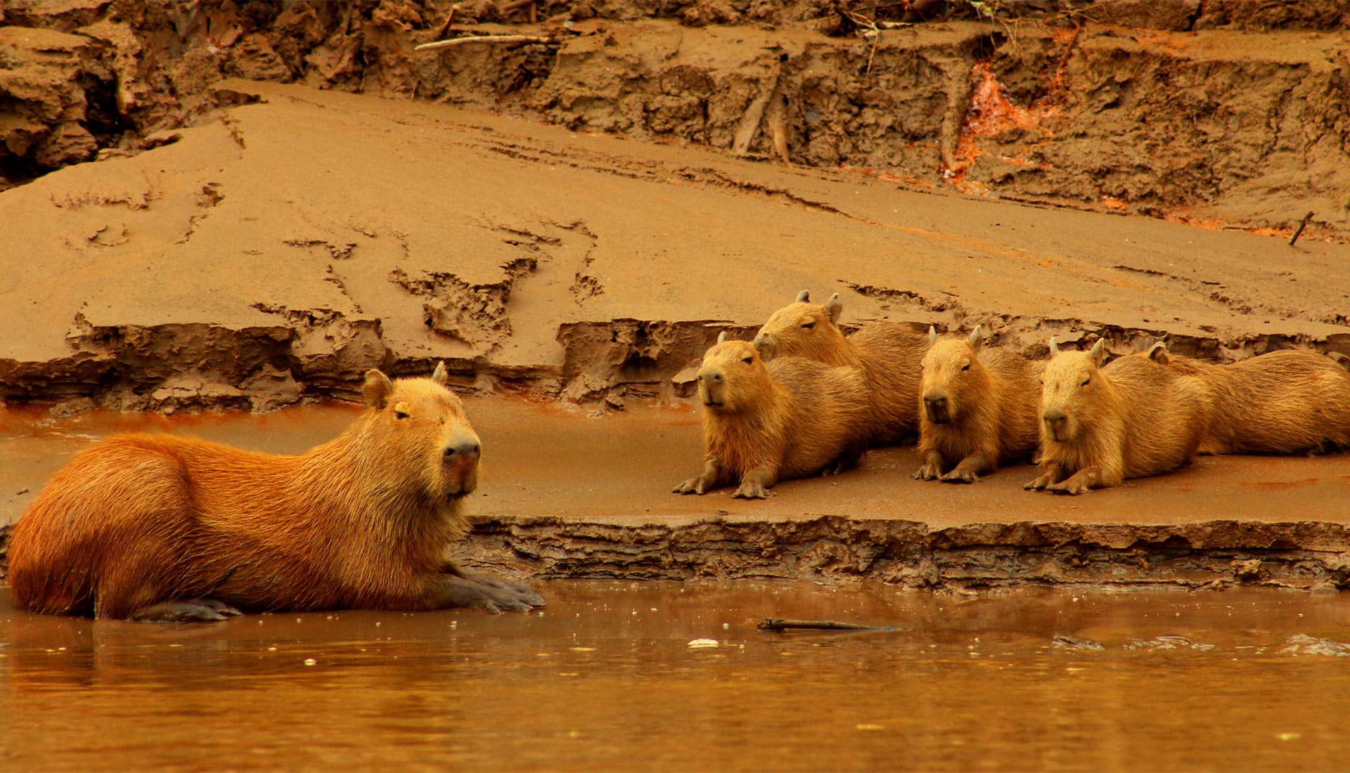 SLIDER X terra Verde expeditions capybara