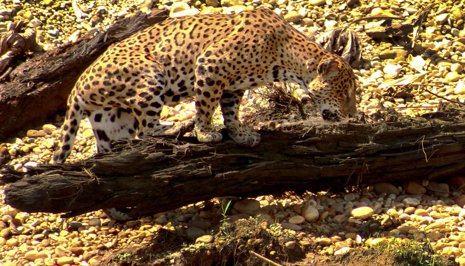 SLIDER X terra Verde expeditions panthera onca