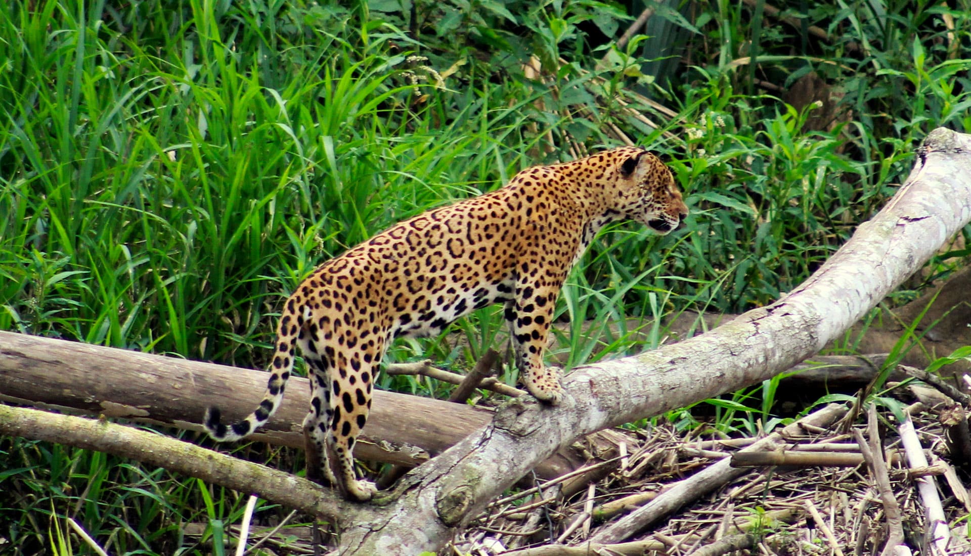 SLIDER X terra Verde expeditions panthera onca