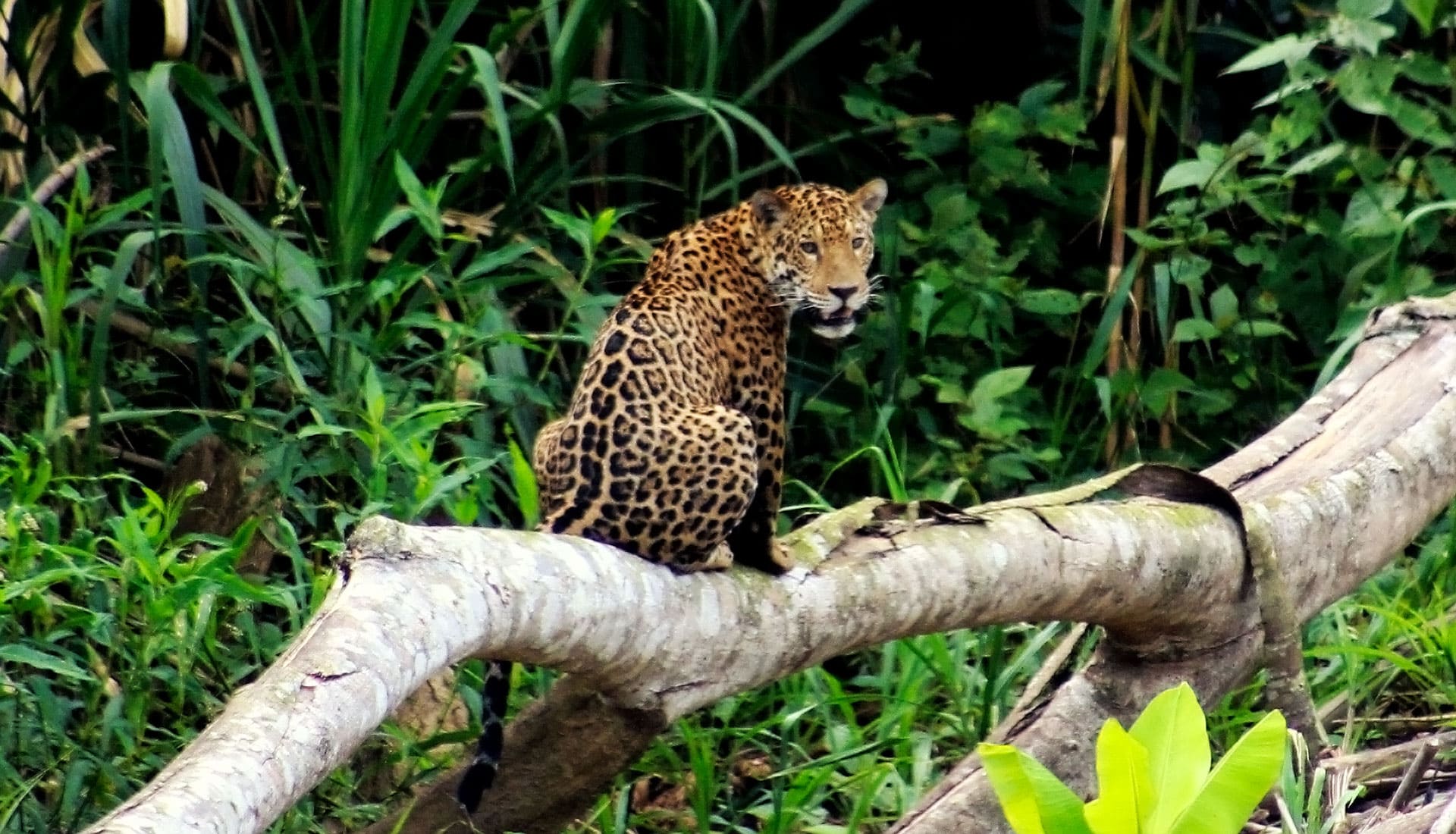 SLIDER X terra Verde expeditions panthera onca