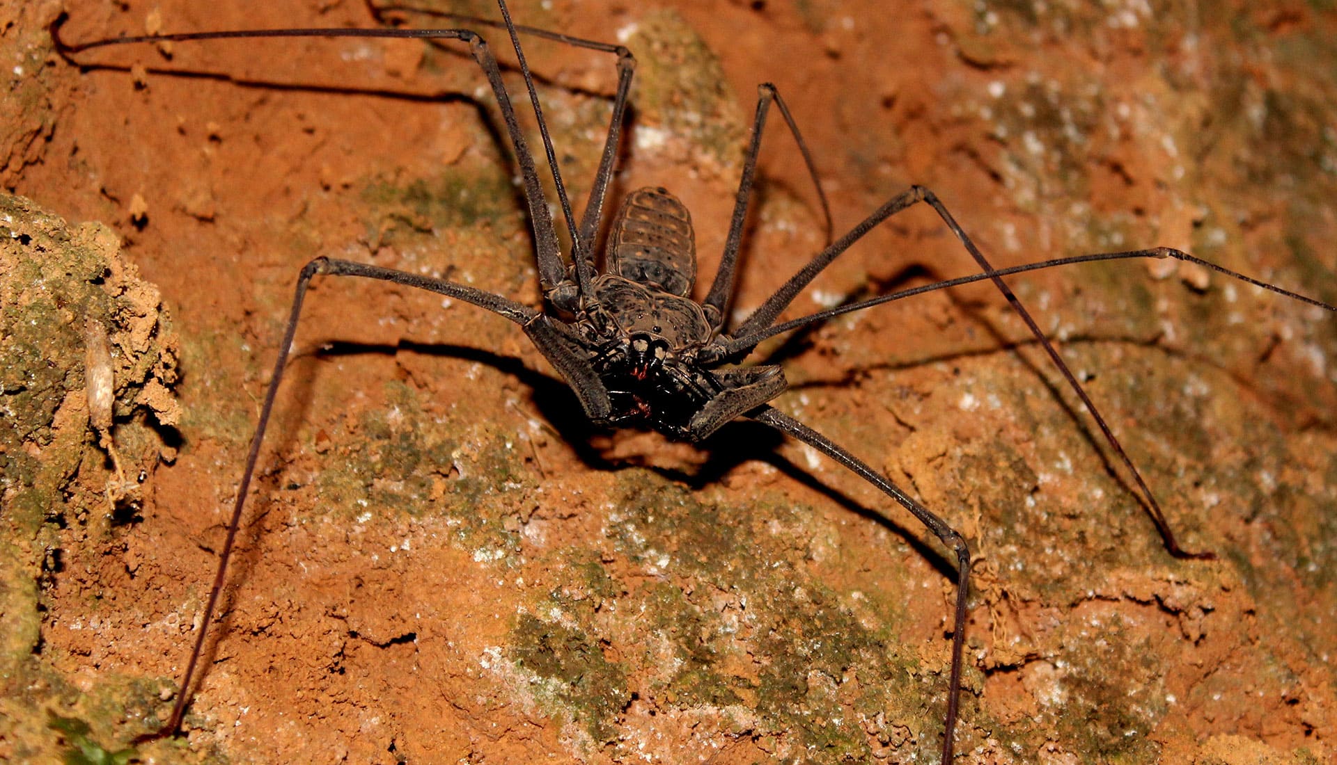 SLIDER X terra Verde expeditions spider scorpion