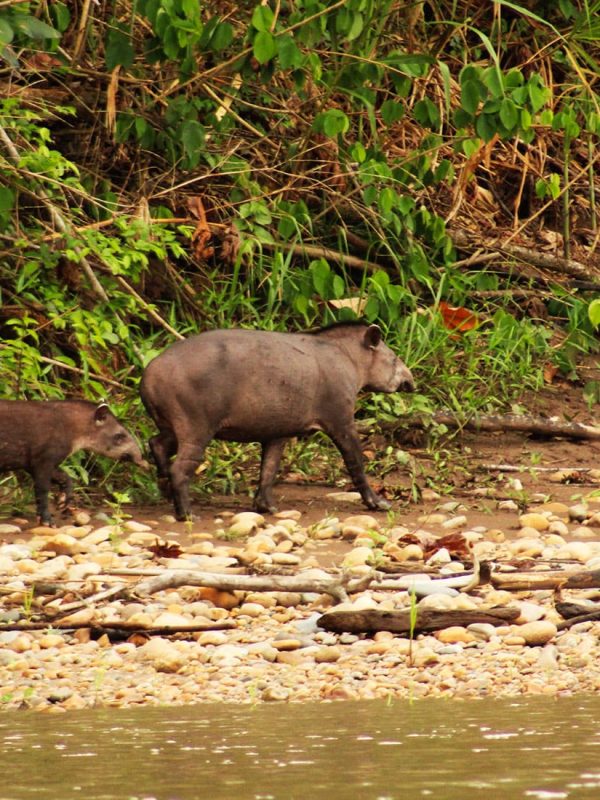 SLIDER X terra Verde expeditions tapir
