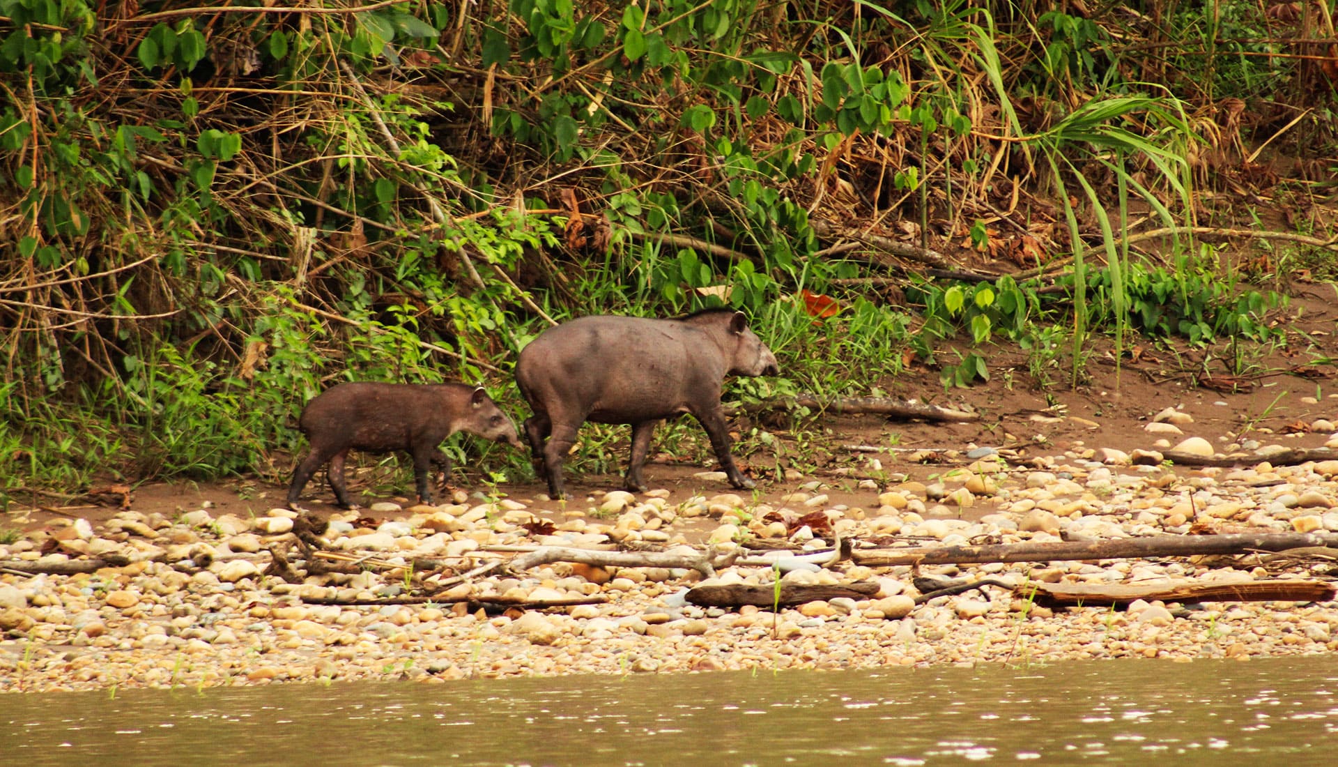 SLIDER X terra Verde expeditions tapir