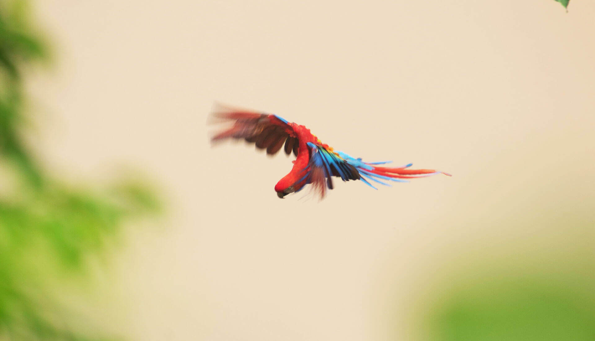 SLIDERS SECUNDARIOS AVES GUACAMAYO