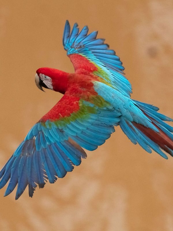 SLIDER X terra Verde expeditions lake sandoval macaw