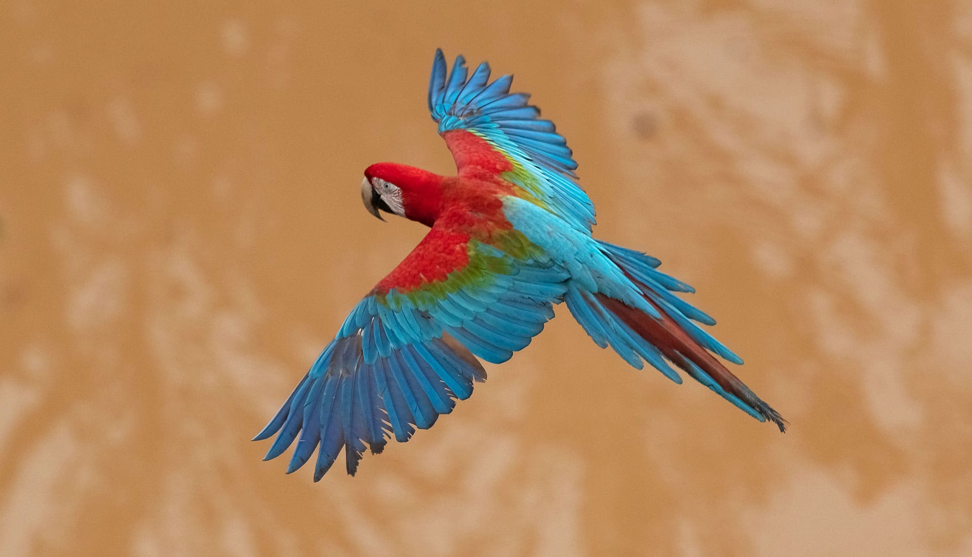 SLIDER X terra Verde expeditions lake sandoval macaw