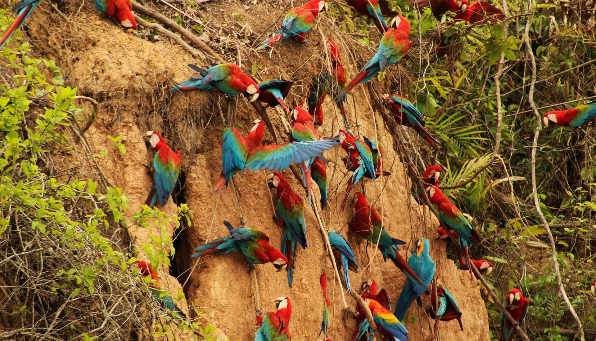 SLIDER X terra Verde expeditions lake sandoval macaw