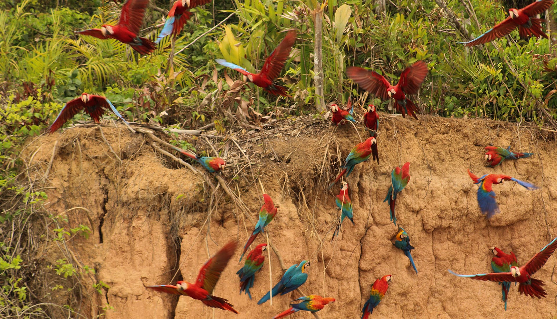 SLIDER X terra Verde expeditions lake sandoval macaw