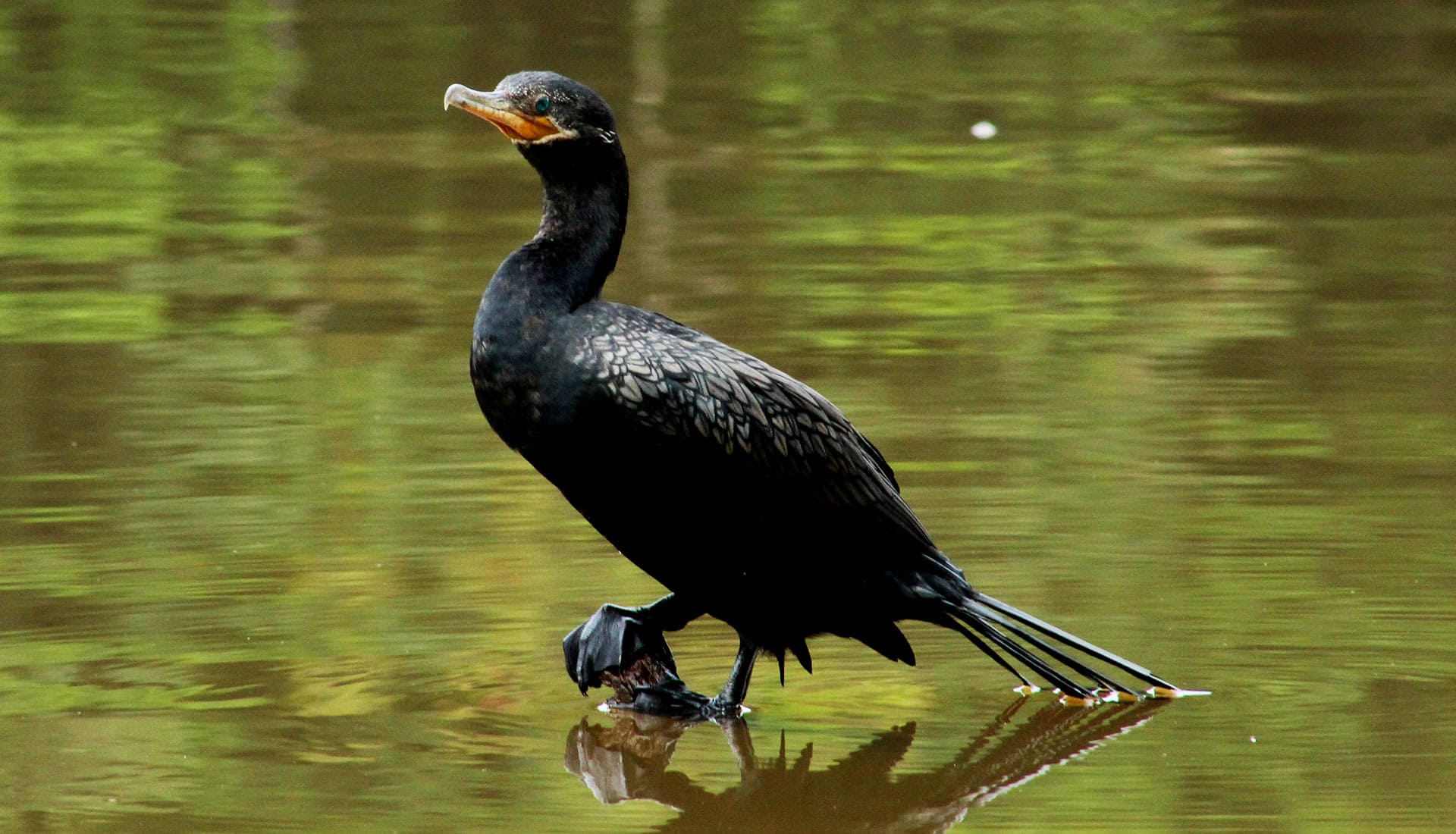 SLIDER X terra Verde expeditions lake sandoval neotropical cormoran
