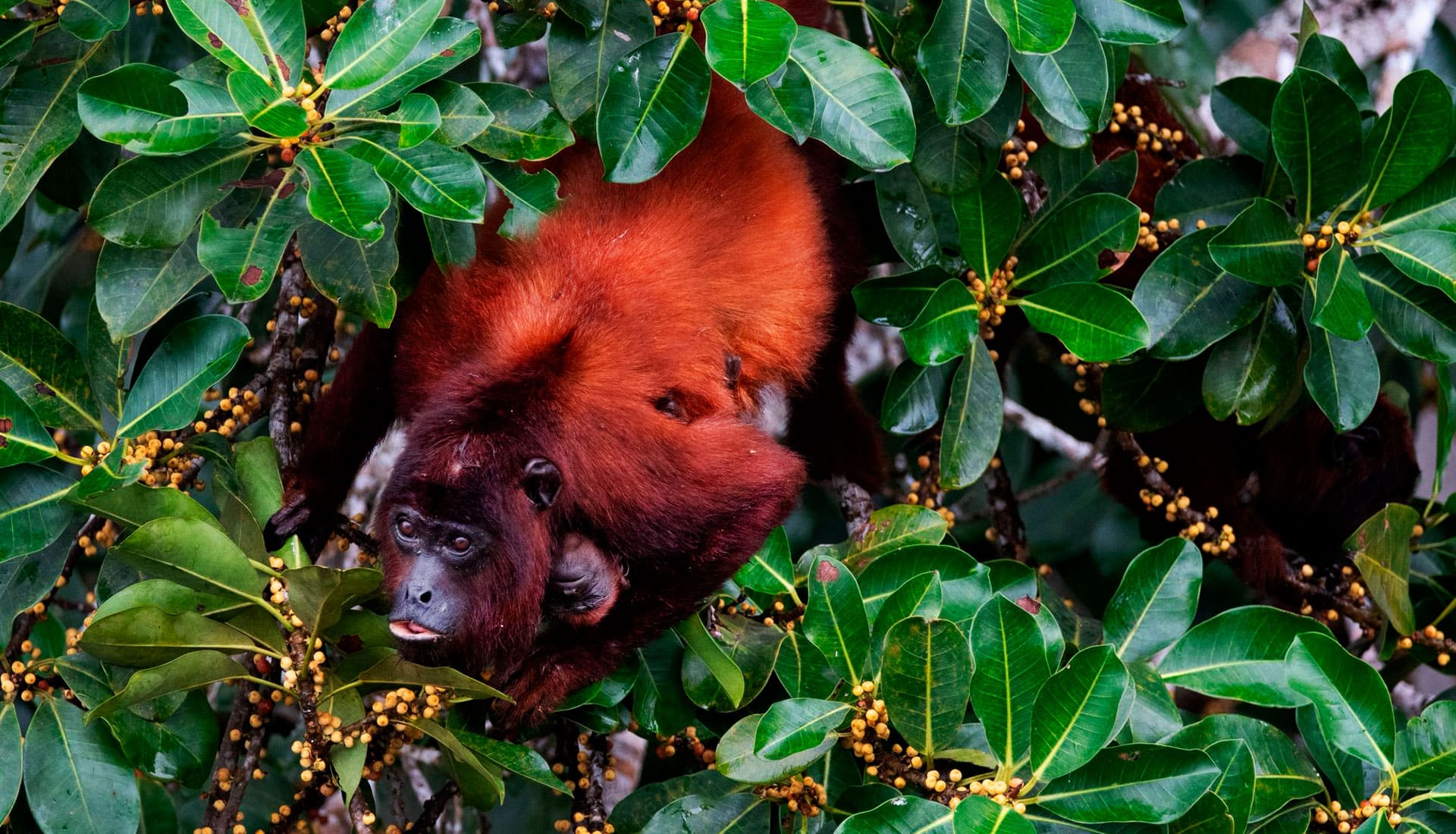 SLIDER X terra Verde expeditions lake sandoval red howler monnkeyy