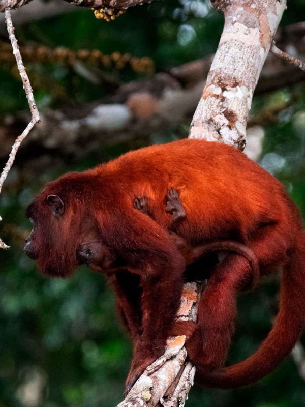 SLIDER X terra Verde expeditions lake sandoval red howler monnkeyy