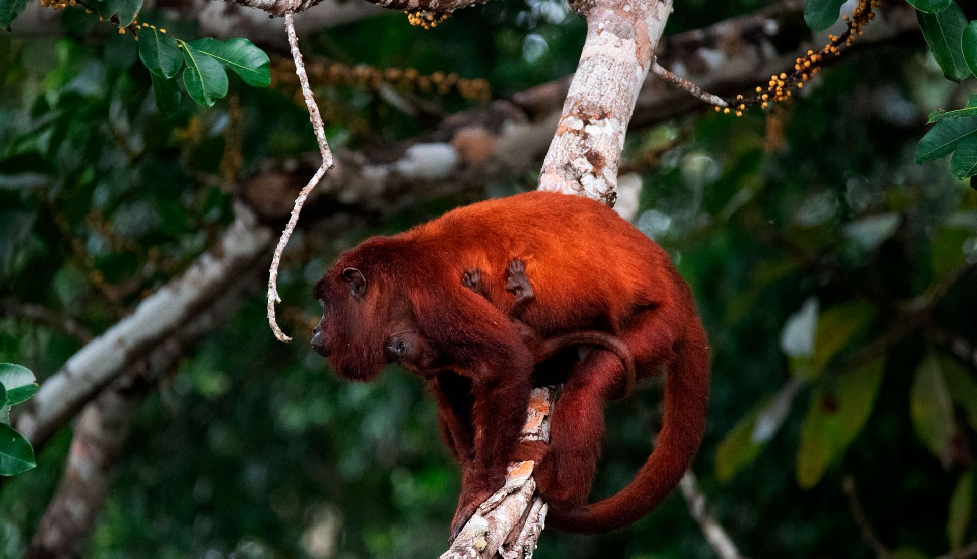 SLIDER X terra Verde expeditions lake sandoval red howler monnkeyy