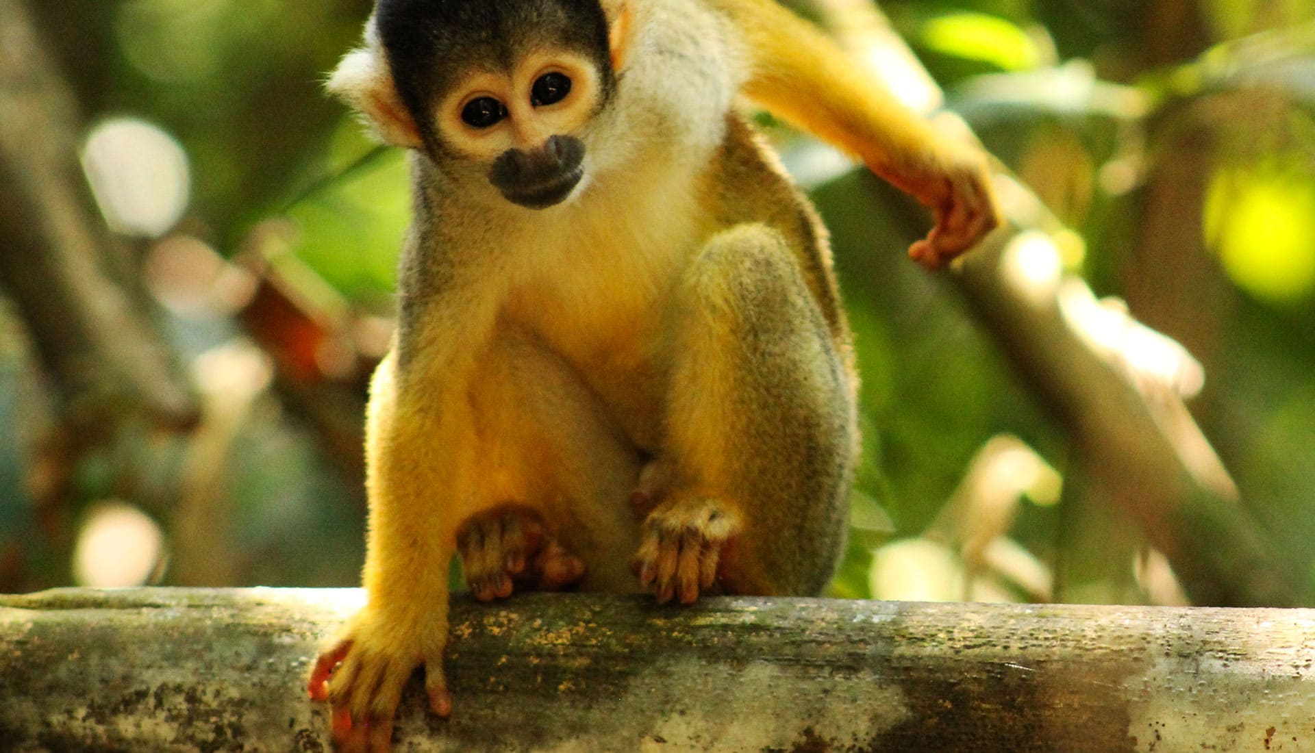 SLIDER X terra Verde expeditions lake sandoval squirrel monkey