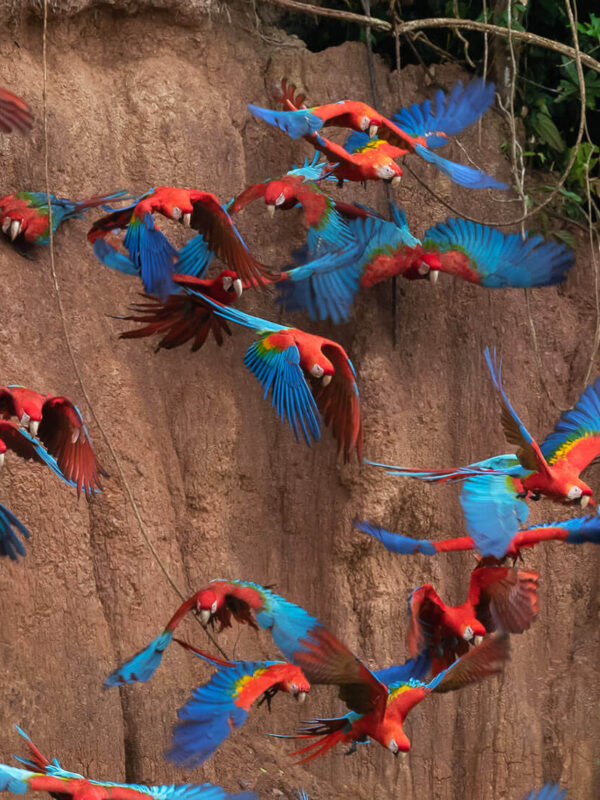 SLIDER X guacamayo volando jpg