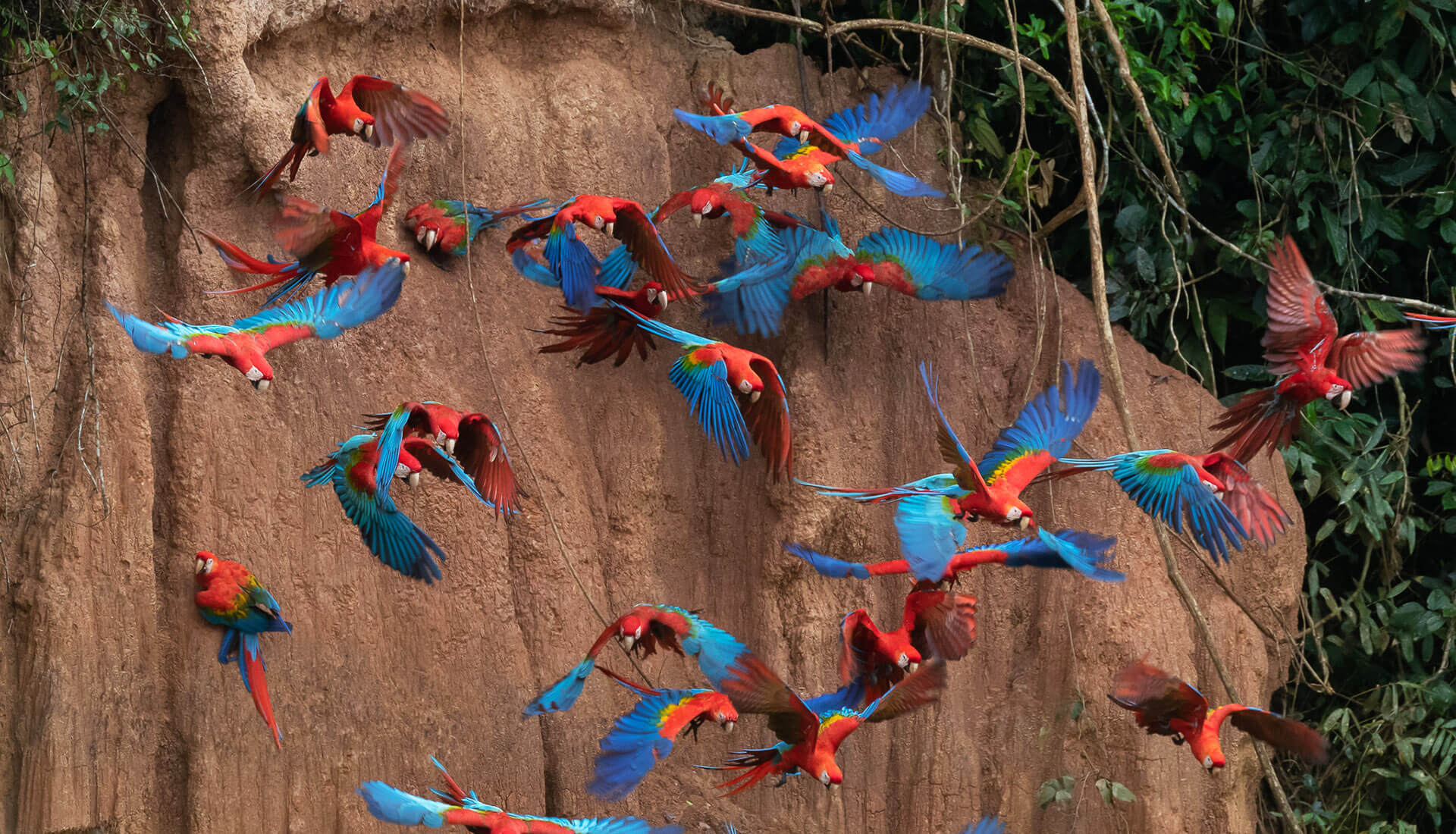 SLIDER X guacamayo volando jpg