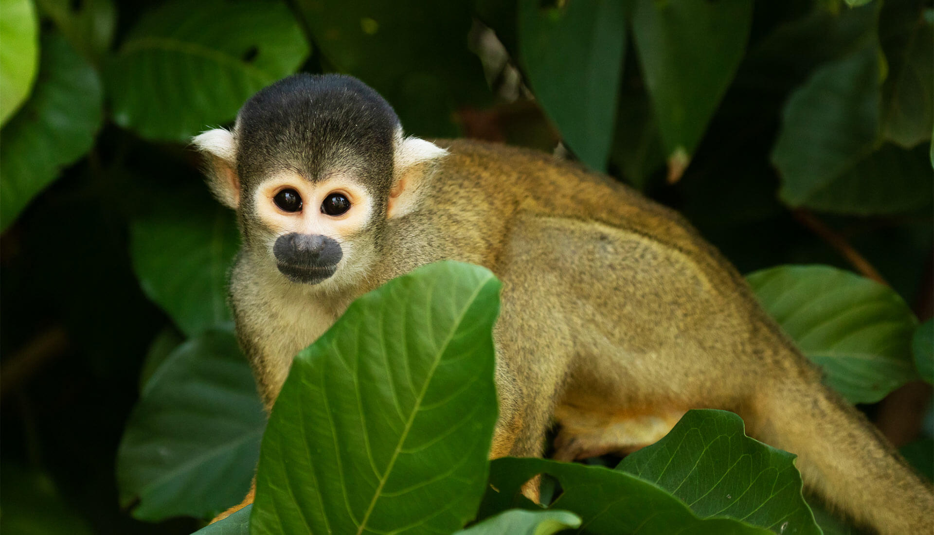 SLIDER X monos machin jpg