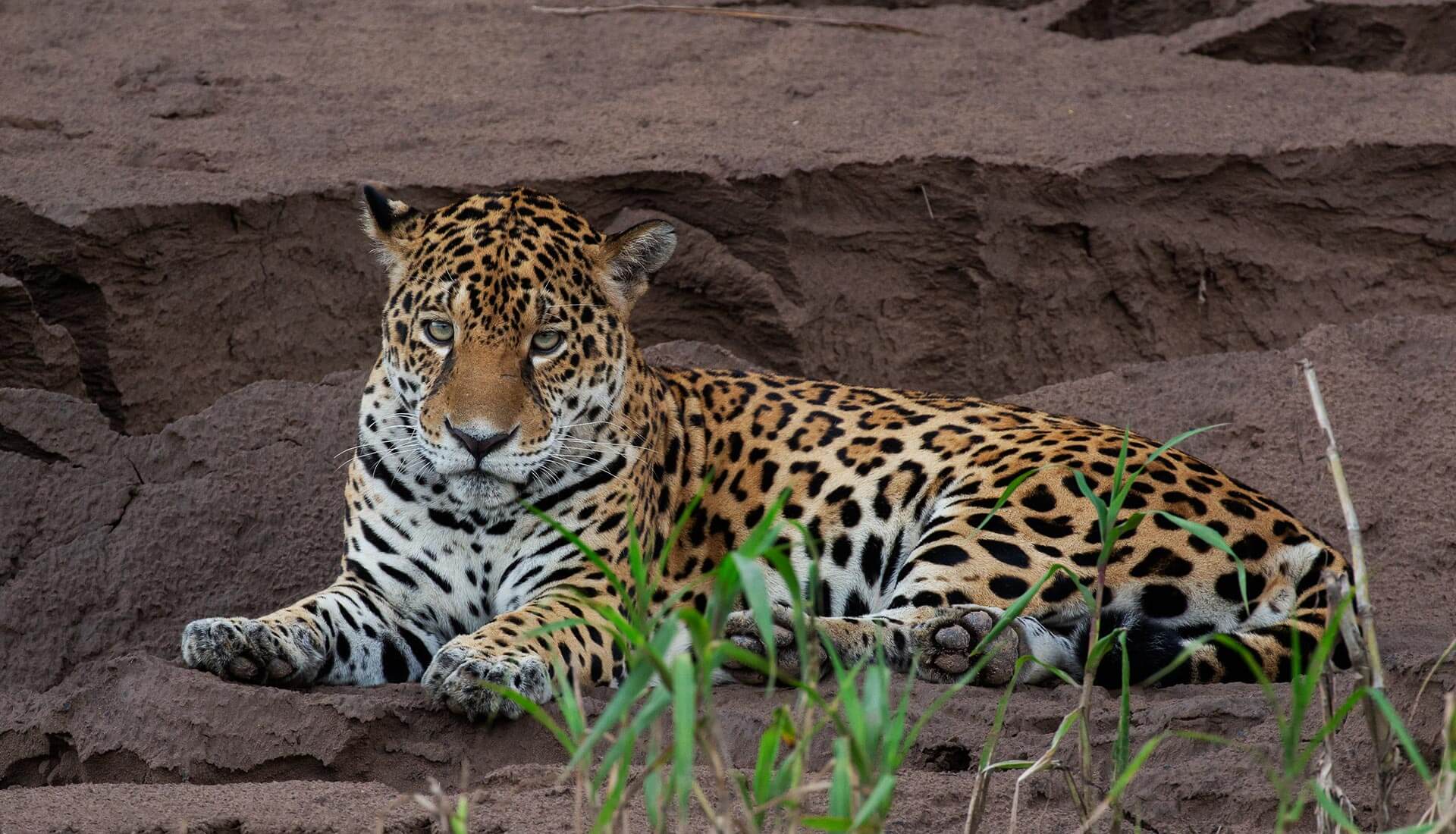 SLIDER X panthera onca jpg